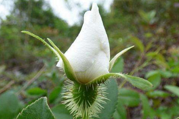 <a href='https://www.861230.com/guanhuazhiwu/6719.html' target='_blank'><u>金樱子</u></a>在七八月摘能吃吗