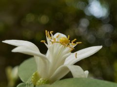 柠檬花的花语