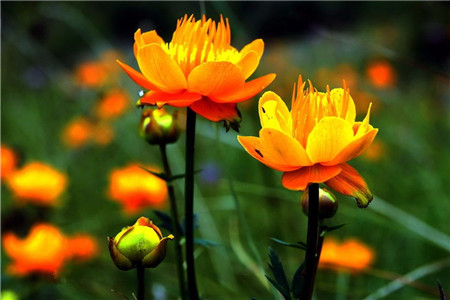金<a href='https://www.861230.com/guanhuazhiwu/1062.html' target='_blank'><u>莲花</u></a>
