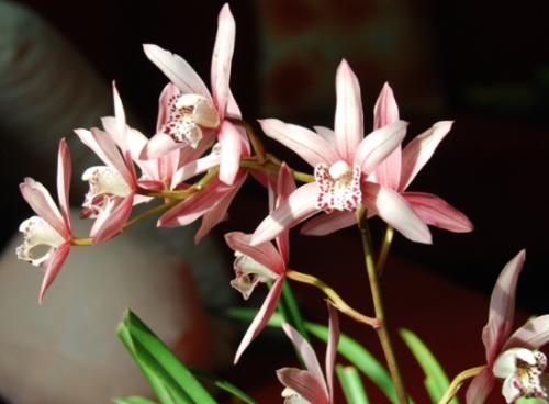 火花兰