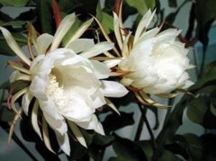 优昙花（山玉兰）的花语