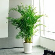 夏威夷椰子绿植如何养护及注意事项
