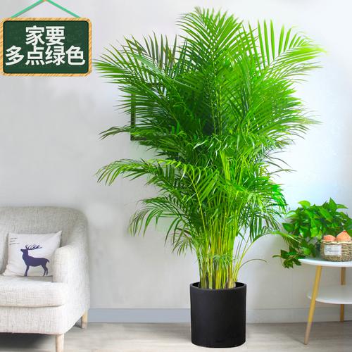 夏威夷椰子的风水