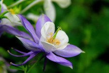 耧斗花（楼斗花）的花语