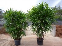 常绿观叶植物棕竹的养殖方法