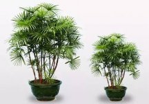 如何摆放棕竹风水才好