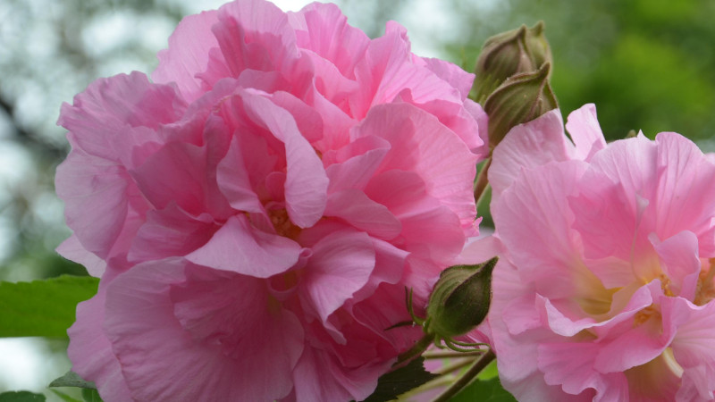 <a href='https://www.ahuacao.com/guanhuazhiwu/1064.html' target='_blank'><u>芙蓉花</u></a>繁殖方法