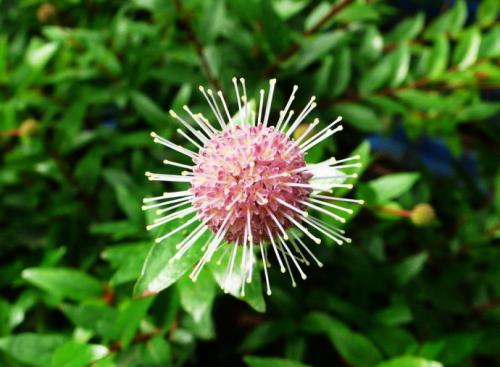 水杨<a href='https://www.861230.com/guanhuazhiwu/9.html' target='_blank'><u>梅花</u></a>语