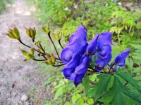 附子花的花语