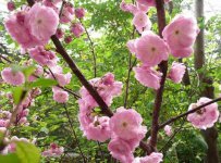 榆叶梅的花语
