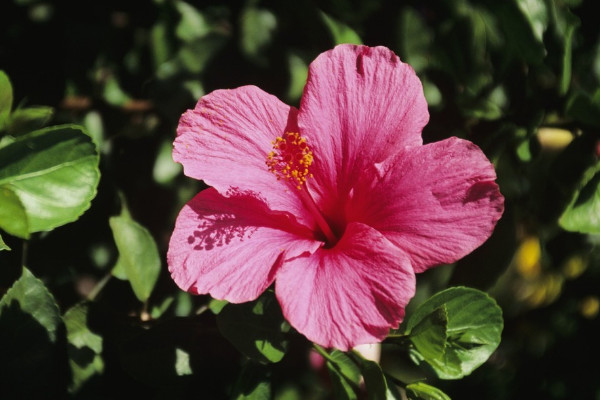 <a href='https://www.ahuacao.com/guanhuazhiwu/1064.html' target='_blank'><u>芙蓉花</u></a>长种球后怎么办