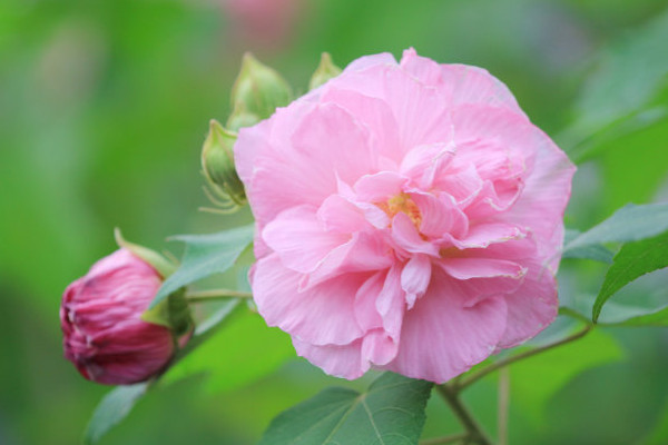 为什么<a href='https://www.ahuacao.com/guanhuazhiwu/1064.html' target='_blank'><u>芙蓉花</u></a>并开两个色