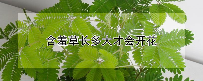 <a href='https://www.861230.com/guanhuazhiwu/6622.html' target='_blank'><u>含羞草</u></a>长多大才会开花