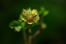 蛇莓花图片