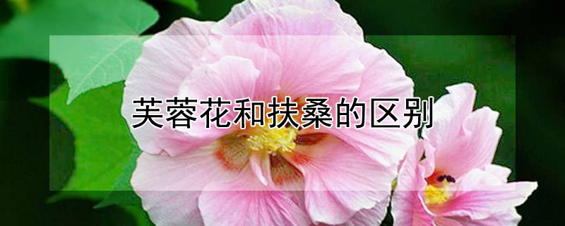 <a href='https://www.ahuacao.com/guanhuazhiwu/1064.html' target='_blank'><u>芙蓉花</u></a>和<a href='https://www.861230.com/guanhuazhiwu/6680.html' target='_blank'><u>扶桑</u></a>的区别