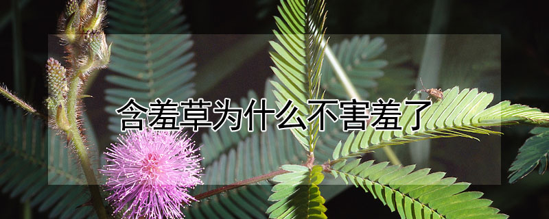 <a href='https://www.861230.com/guanhuazhiwu/6622.html' target='_blank'><u>含羞草</u></a>为什么不害羞了