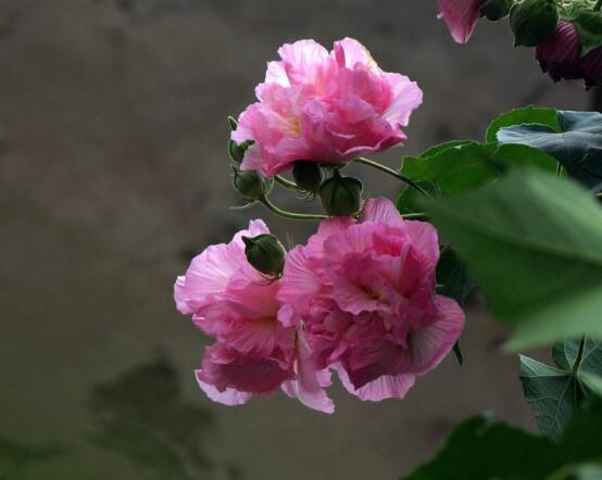 木<a href='https://www.ahuacao.com/guanhuazhiwu/1064.html' target='_blank'><u>芙蓉花</u></a>怎么修剪，在每年萌芽和花谢后修剪最佳
