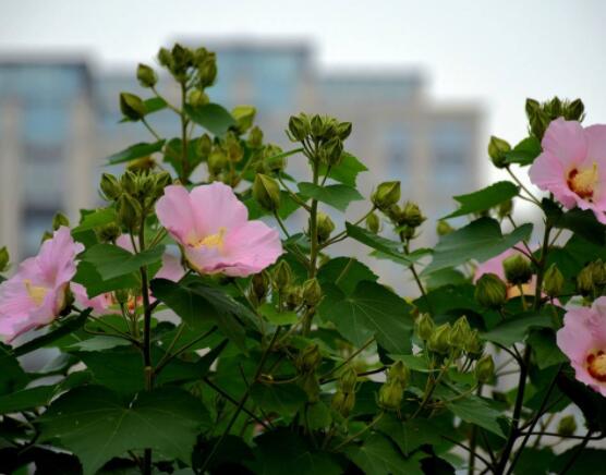 木<a href='https://www.ahuacao.com/guanhuazhiwu/1064.html' target='_blank'><u>芙蓉花</u></a>怎么修剪，在每年萌芽和花谢后修剪最佳