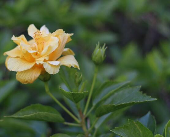 木<a href='https://www.ahuacao.com/guanhuazhiwu/1064.html' target='_blank'><u>芙蓉花</u></a>怎么修剪，在每年萌芽和花谢后修剪最佳