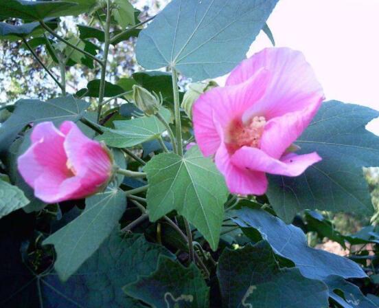 木<a href='https://www.ahuacao.com/guanhuazhiwu/1064.html' target='_blank'><u>芙蓉花</u></a>怎么修剪，在每年萌芽和花谢后修剪最佳