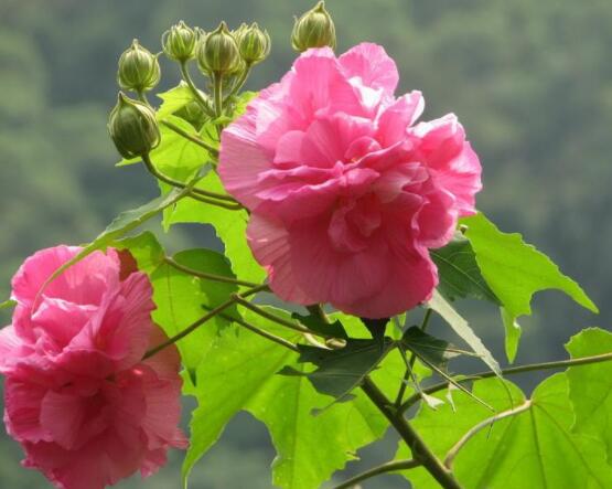 木<a href='https://www.ahuacao.com/guanhuazhiwu/1064.html' target='_blank'><u>芙蓉花</u></a>怎么修剪，在每年萌芽和花谢后修剪最佳
