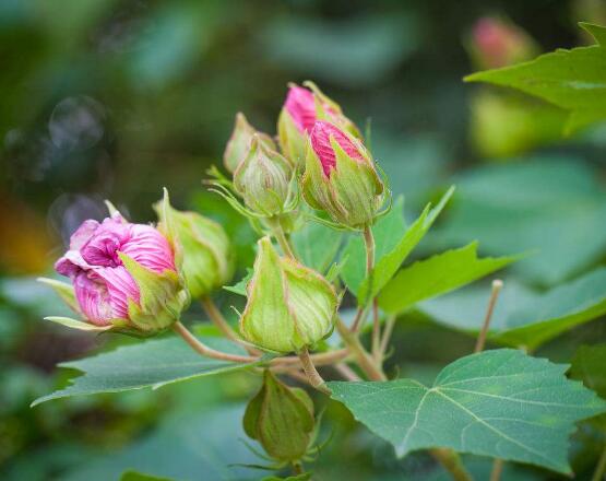 <a href='https://www.ahuacao.com/guanhuazhiwu/1064.html' target='_blank'><u>芙蓉花</u></a>叶子黄了怎么办，教你三种容易导致叶黄解决方法