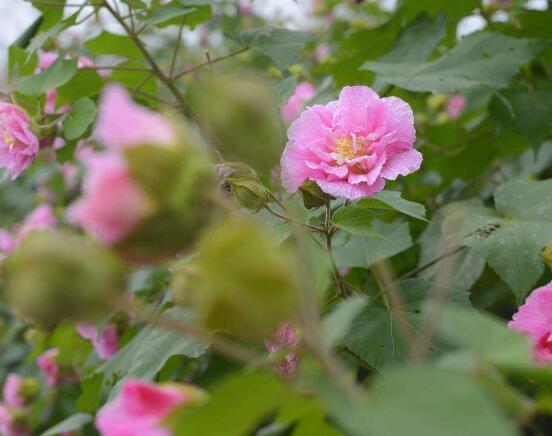 <a href='https://www.ahuacao.com/guanhuazhiwu/1064.html' target='_blank'><u>芙蓉花</u></a>叶子黄了怎么办，教你三种容易导致叶黄解决方法