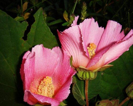 <a href='https://www.ahuacao.com/guanhuazhiwu/1064.html' target='_blank'><u>芙蓉花</u></a>叶子黄了怎么办，教你三种容易导致叶黄解决方法
