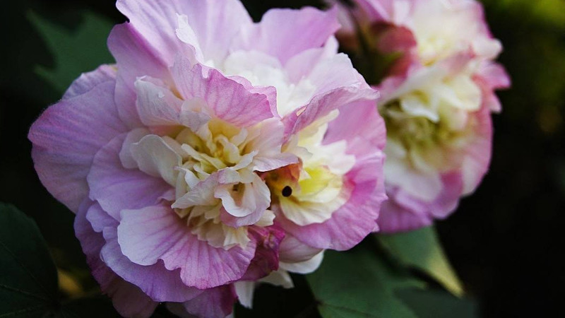 <a href='https://www.ahuacao.com/guanhuazhiwu/1064.html' target='_blank'><u>芙蓉花</u></a>花期多长