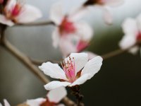 春日桃花图片