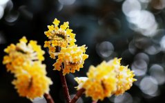 结香花的花语是什么，喜结连枝(中国的爱情树)