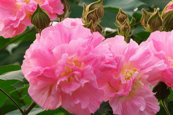 刚买回来的<a href='https://www.ahuacao.com/guanhuazhiwu/1064.html' target='_blank'><u>芙蓉花</u></a>怎么上盆