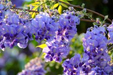 紫藤花的花语是什么，对你执着和沉迷的爱