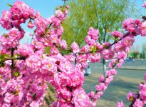 重瓣榆叶梅花语是什么，爱情的俘虏