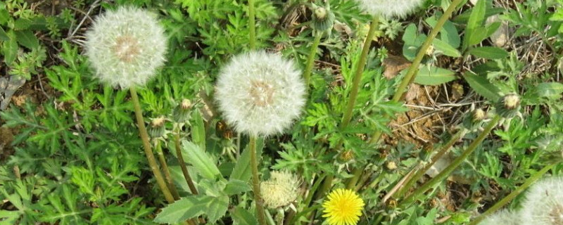 <a href='https://www.861230.com/guanhuazhiwu/7506.html' target='_blank'><u>蒲公英</u></a>根断了还能活吗