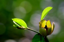 含笑花图片