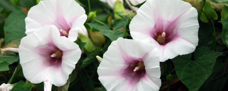 <a href='https://www.861230.com/guanhuazhiwu/6858.html' target='_blank'><u>牵牛花</u></a>中毒怎么办