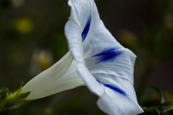 <a href='https://www.861230.com/guanhuazhiwu/6858.html' target='_blank'><u>牵牛花</u></a>中毒怎么办