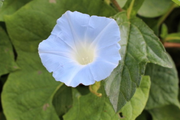 <a href='https://www.861230.com/guanhuazhiwu/6858.html' target='_blank'><u>牵牛花</u></a>中毒怎么办