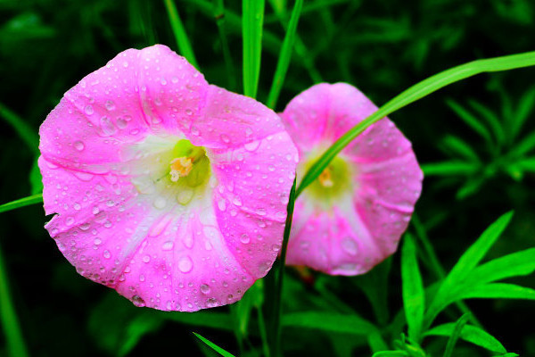 <a href='https://www.861230.com/guanhuazhiwu/6858.html' target='_blank'><u>牵牛花</u></a>秋天可以种吗