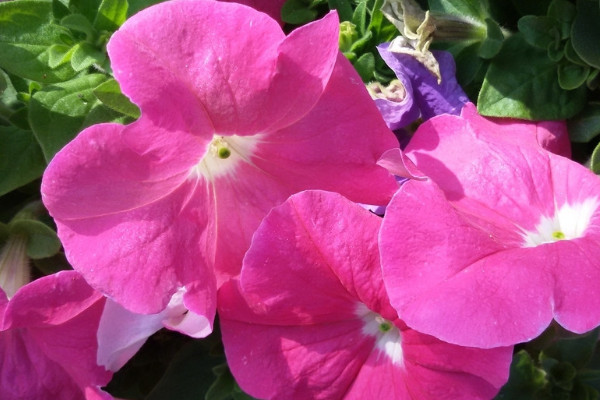 <a href='https://www.861230.com/guanhuazhiwu/6858.html' target='_blank'><u>牵牛花</u></a>秋天可以种吗