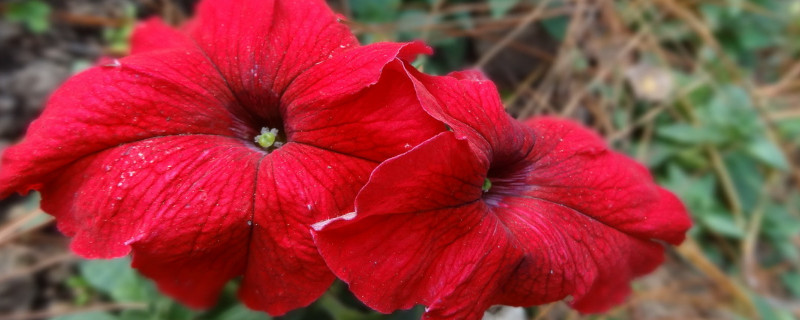 水培重瓣<a href='https://www.861230.com/guanhuazhiwu/6858.html' target='_blank'><u>牵牛花</u></a>几天生根