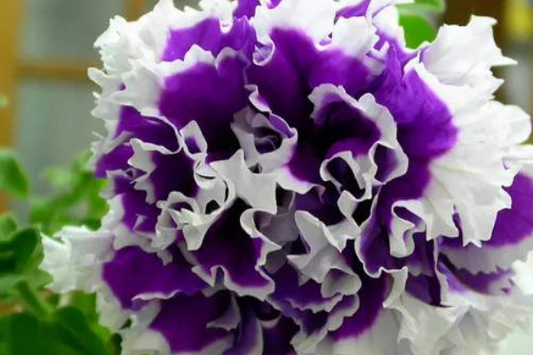 水培重瓣<a href='https://www.861230.com/guanhuazhiwu/6858.html' target='_blank'><u>牵牛花</u></a>几天生根