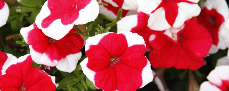 <a href='https://www.861230.com/guanhuazhiwu/6858.html' target='_blank'><u>牵牛花</u></a>能在室外过冬吗
