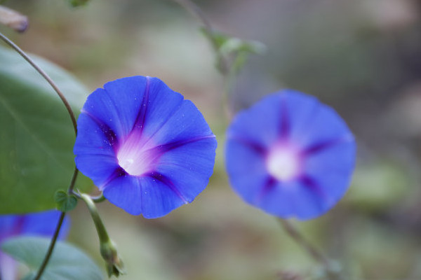 <a href='https://www.861230.com/guanhuazhiwu/6858.html' target='_blank'><u>牵牛花</u></a>能在室外过冬吗