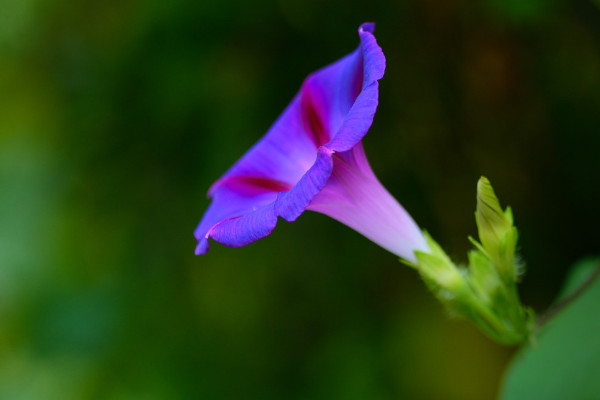 <a href='https://www.861230.com/guanhuazhiwu/6858.html' target='_blank'><u>牵牛花</u></a>能在室外过冬吗
