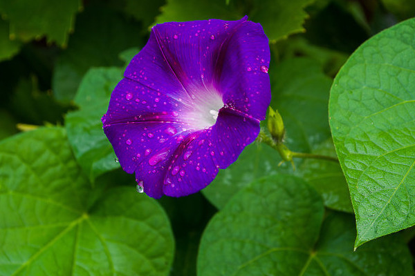 <a href='https://www.861230.com/guanhuazhiwu/6858.html' target='_blank'><u>牵牛花</u></a>耐寒几度