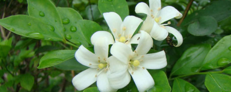 <a href='https://www.861230.com/guanhuazhiwu/6673.html' target='_blank'><u>九里香</u></a>放到室内的功效