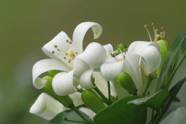 <a href='https://www.861230.com/guanhuazhiwu/6673.html' target='_blank'><u>九里香</u></a>的养殖方法花期