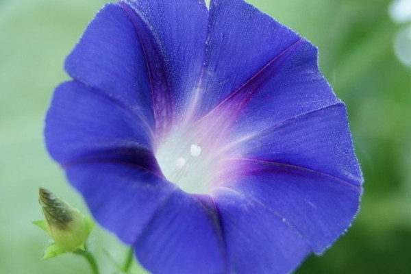 <a href='https://www.861230.com/guanhuazhiwu/6858.html' target='_blank'><u>牵牛花</u></a>种子能播在院子里吗